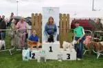 Dog Show 2025