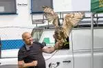 Birds of Prey Navan